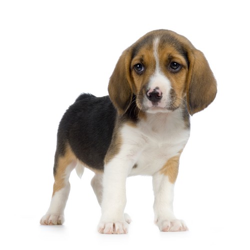 Beagle